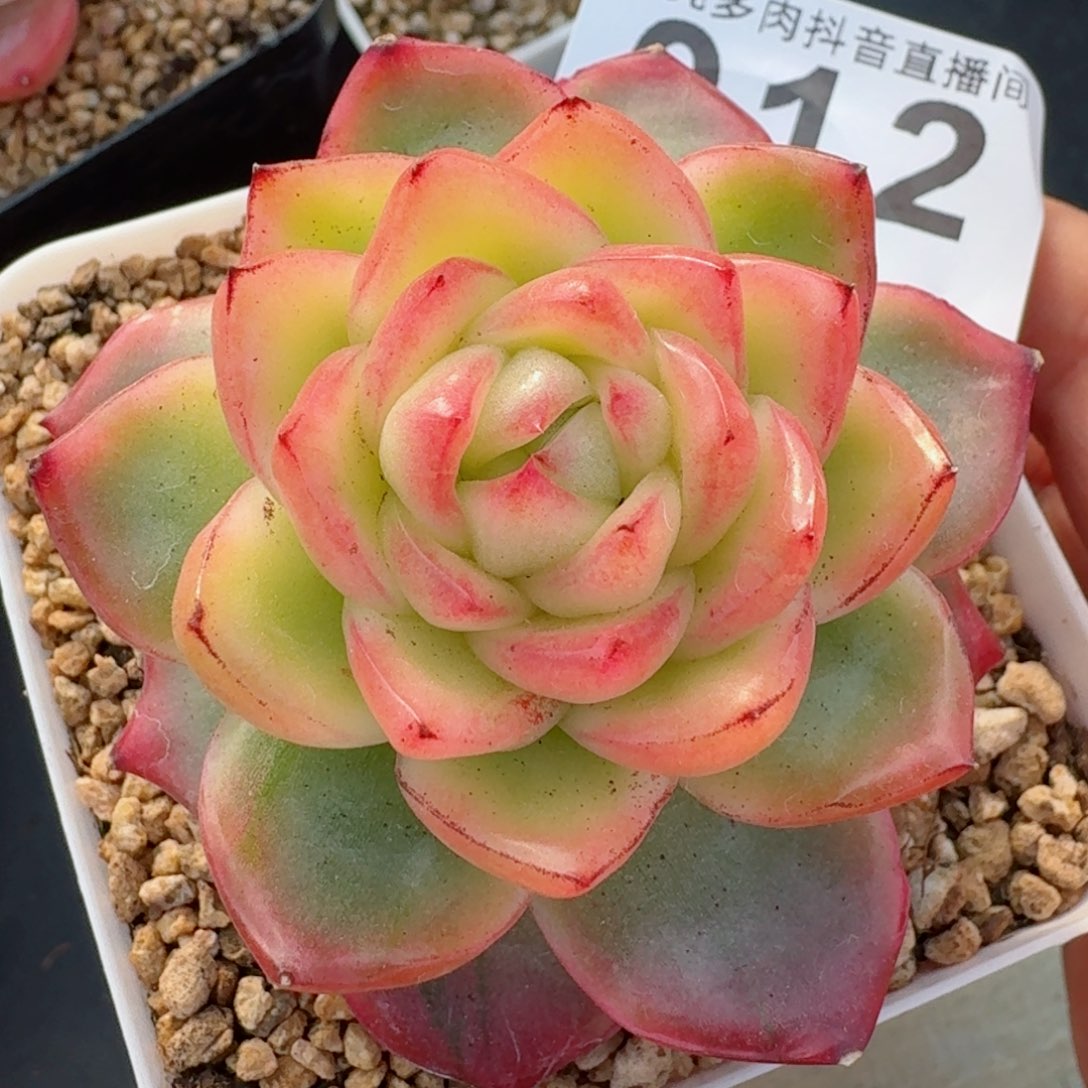 水晶珍妮锦         精品多肉