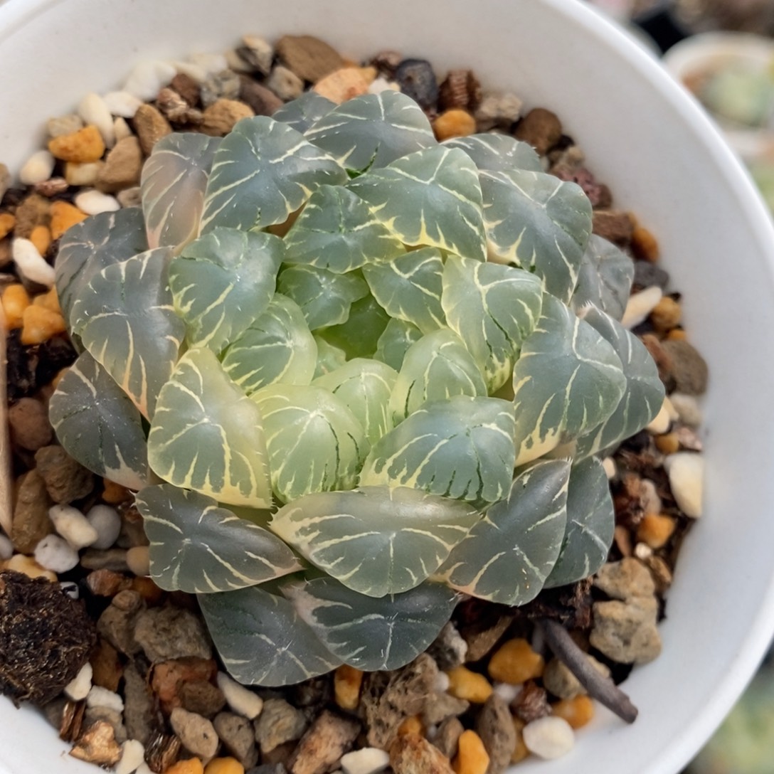 25号实生玉露锦湖水糊斑