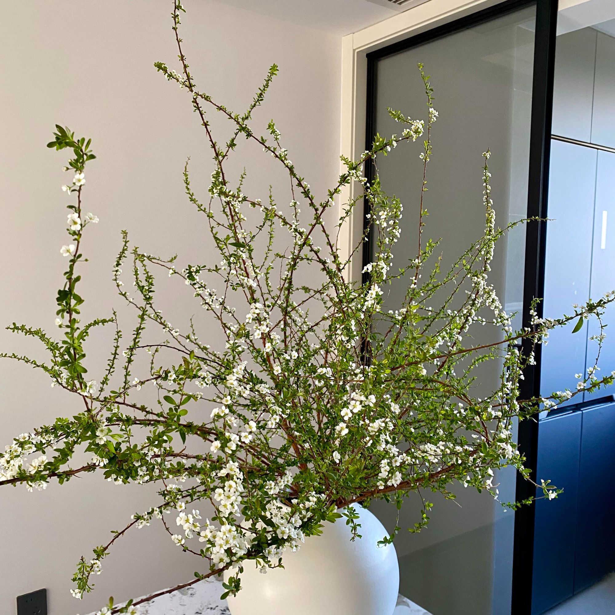 【雪柳】新中式禅意插花培周期干枝枯木逢春鲜切装饰点缀