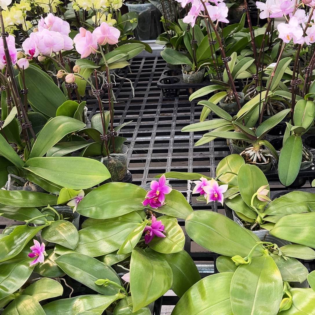 大部分花苞少量开放原生