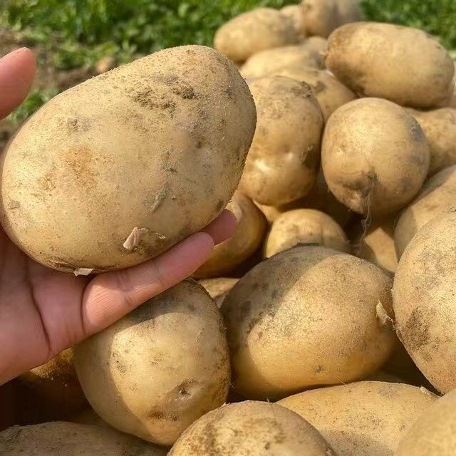 贵州黄心土豆农家生态培育