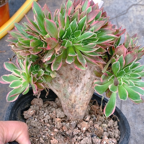 239女神缀化多肉植物