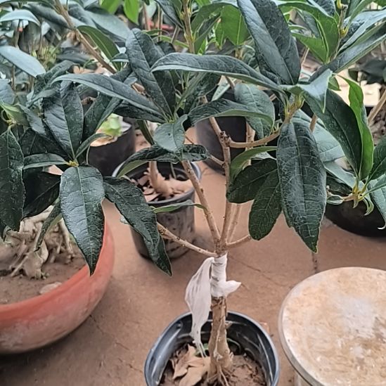 5***9完全开放八月桂红花丹