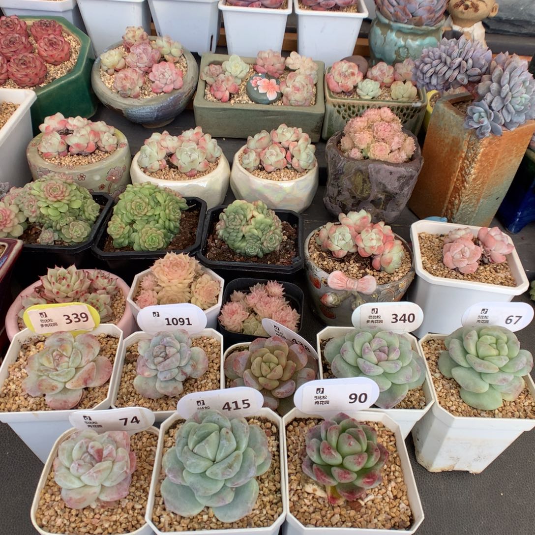 丫***丫82 冰玉石化多肉多肉