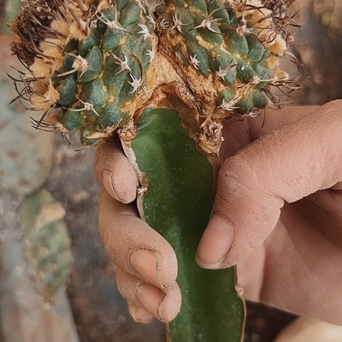 548处理枕木无根的仙人球