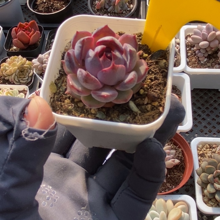 622蓝莓多肉植物保护