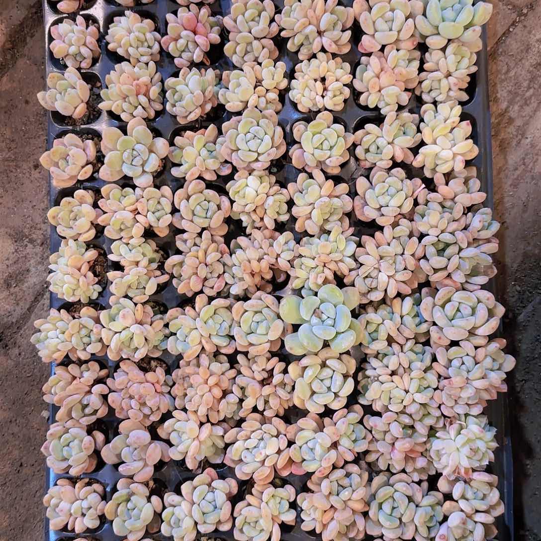 整盘105孔冰橙量拍