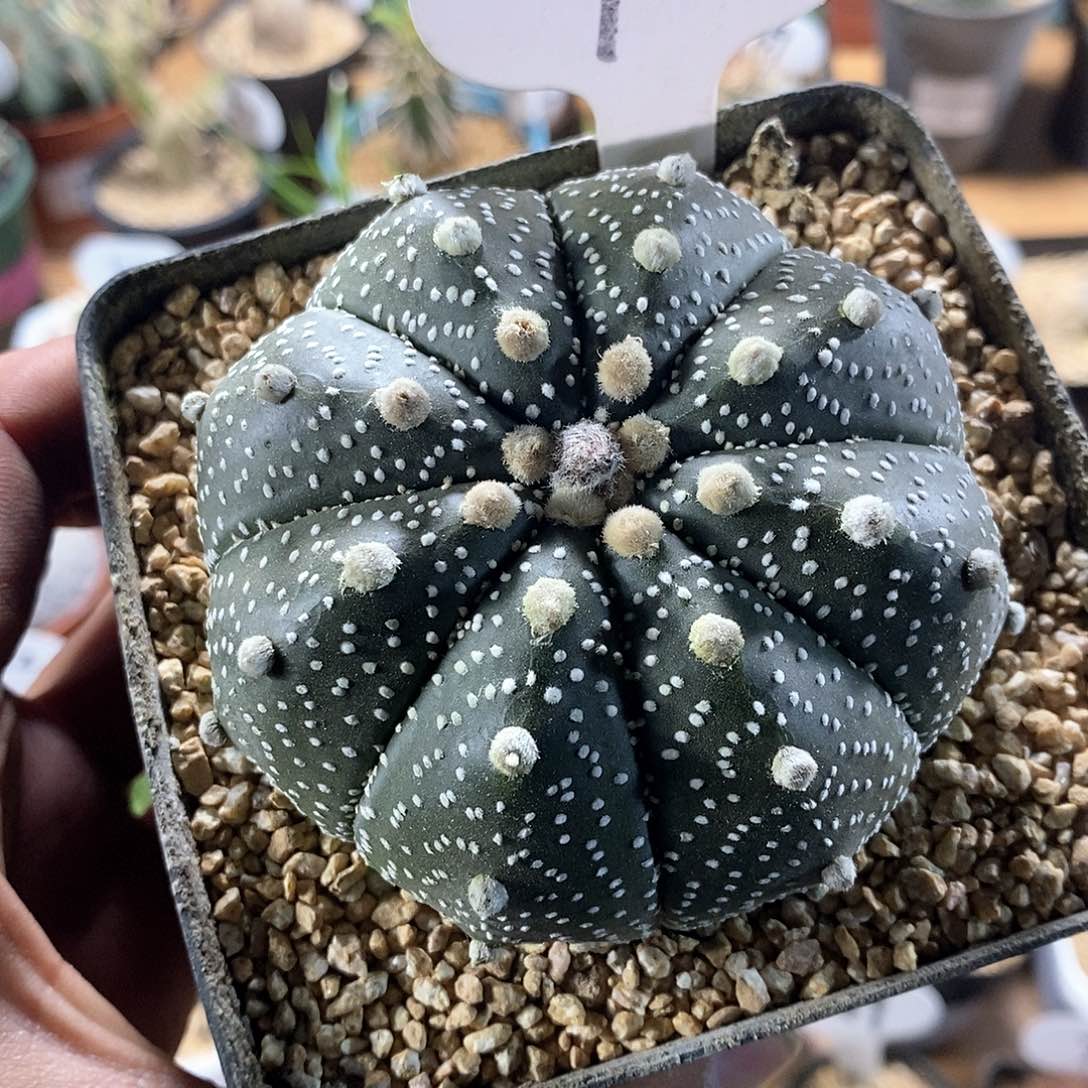 实生大星兜8cm90号链接