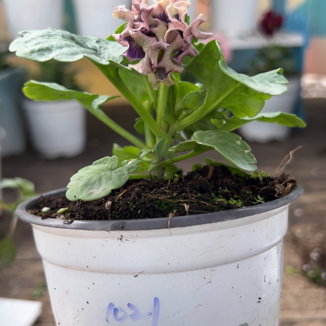 【闪购商品】完全开放468号苗小