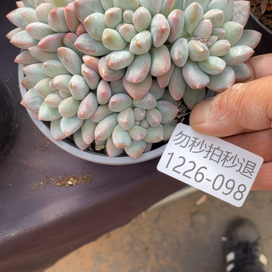 勿秒拍秒退 1226-098奶糖