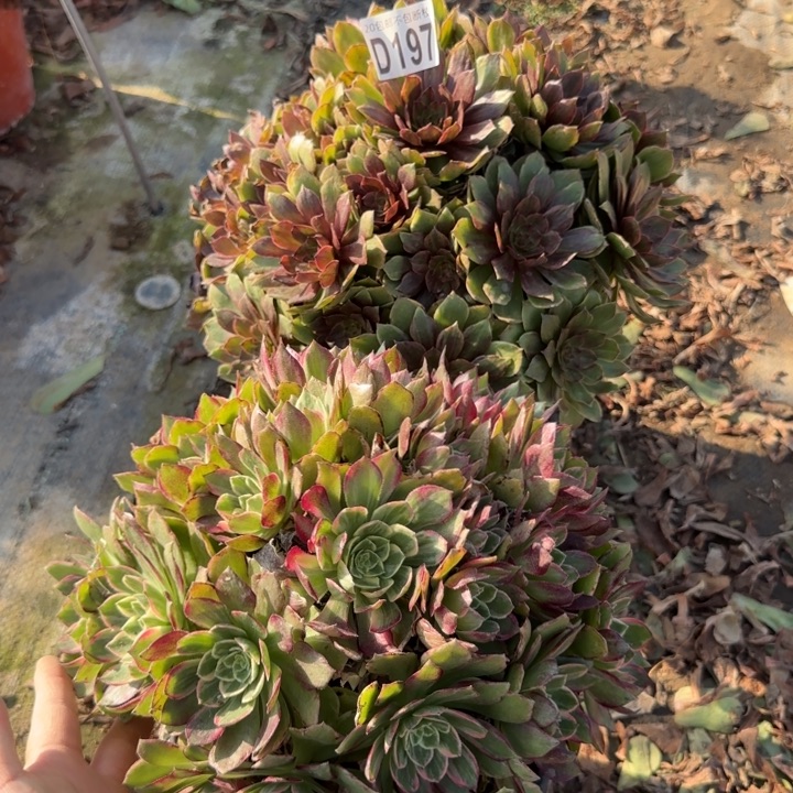 197号……2颗……多肉植物……