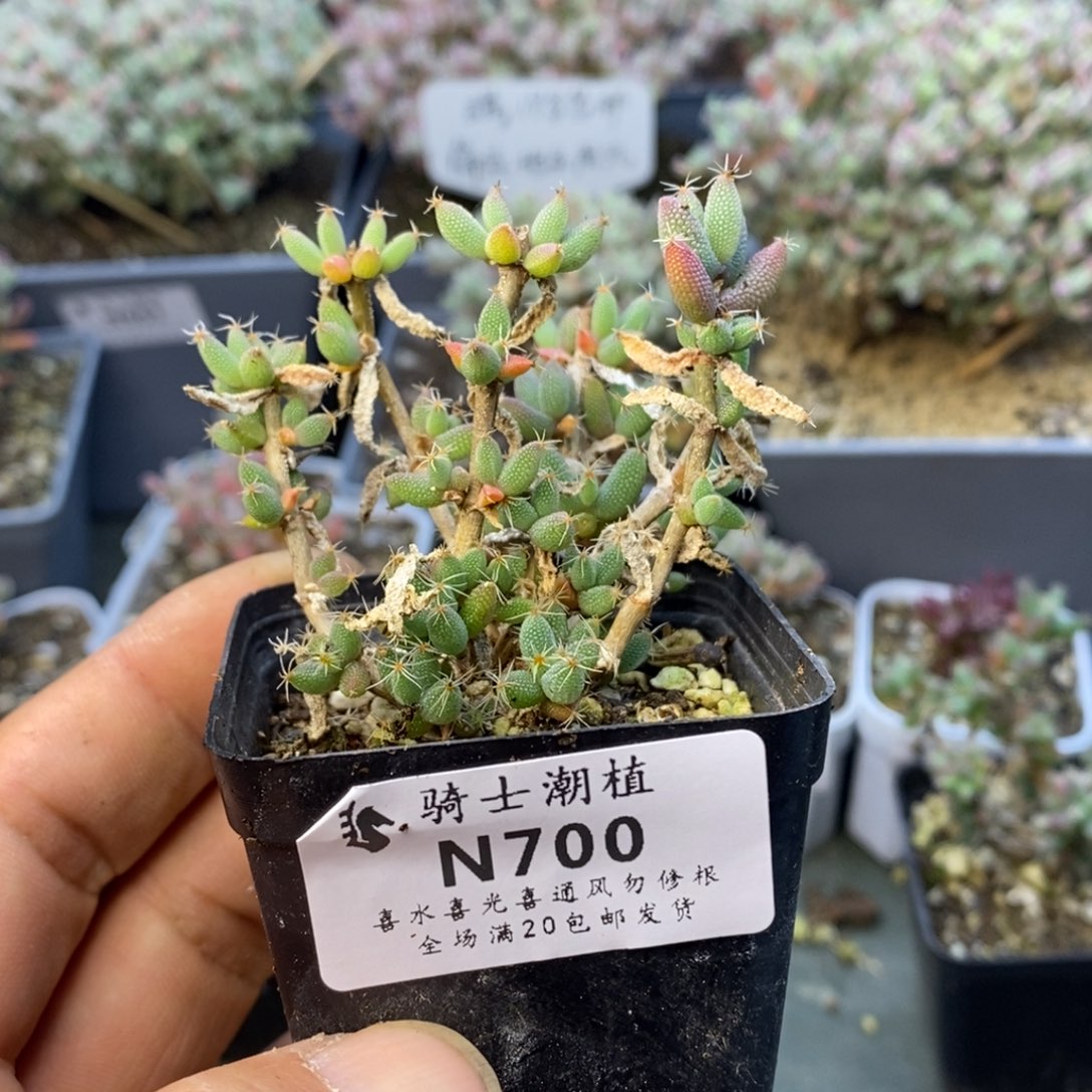 700玉米枝干番杏