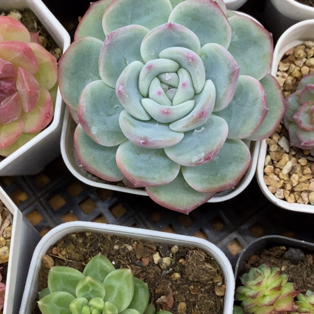 精品多肉一物一拍不包整52