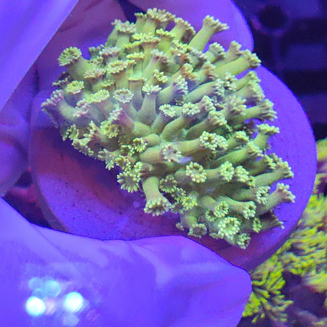 珊瑚不支持退货不包邮 退款超3次拉黑