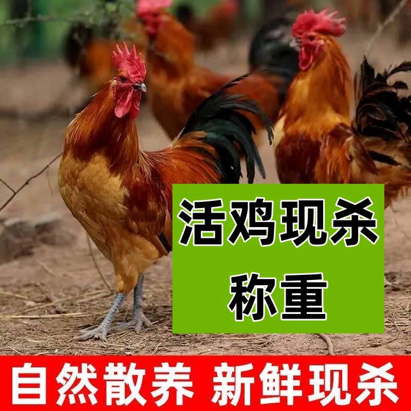 正宗散养溜达鸡 活鸡现杀 现场称重 