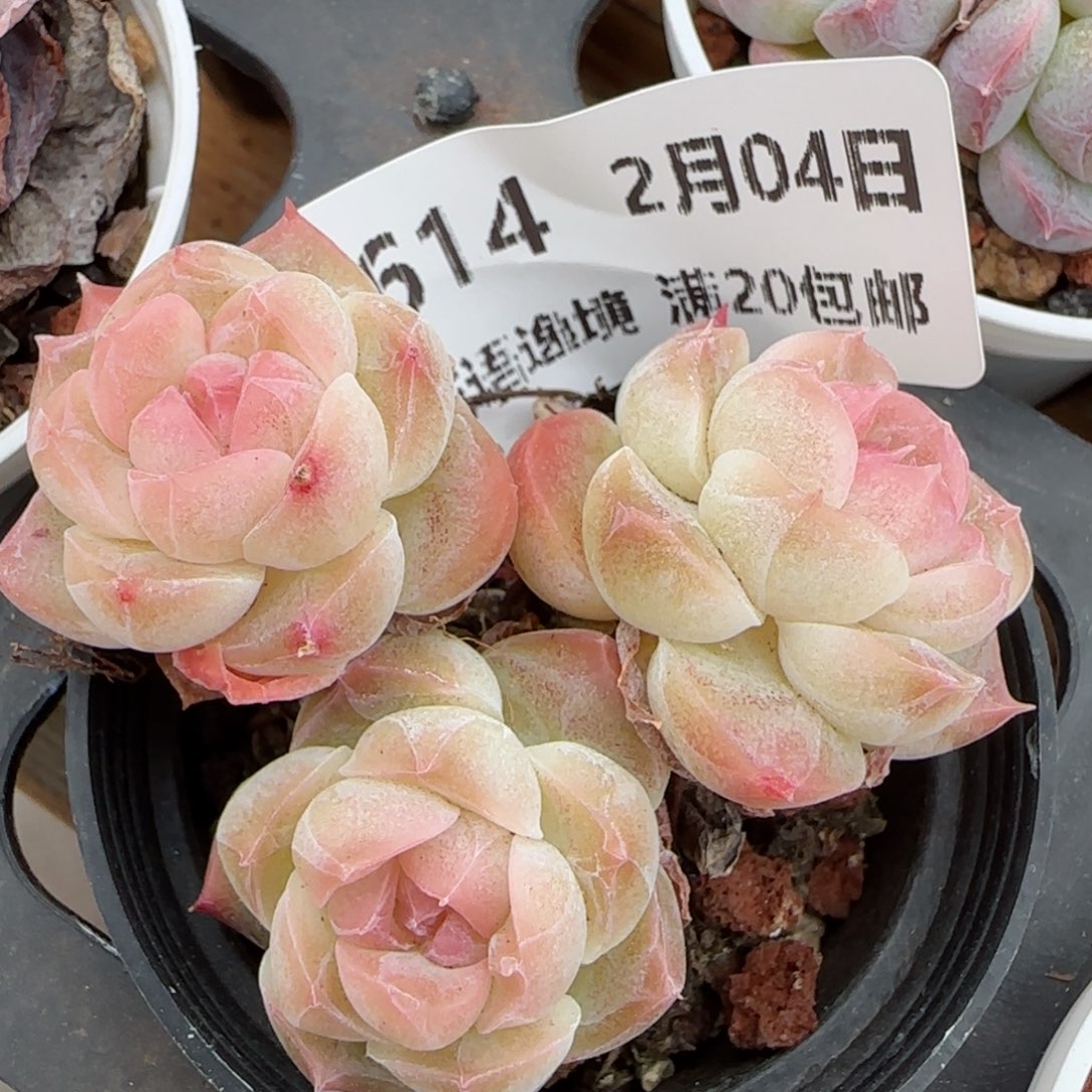 花语逸镜0204-614