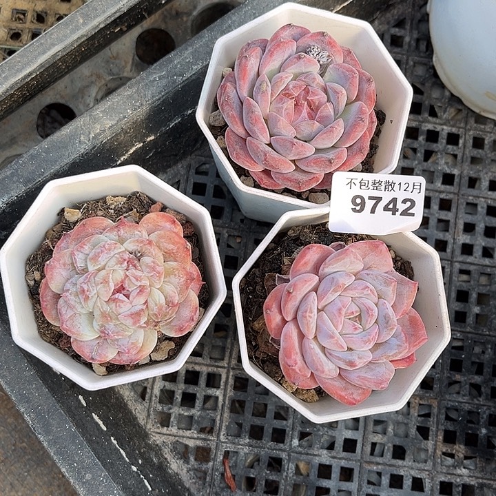 阿雅园艺。        9742冰魄三颗