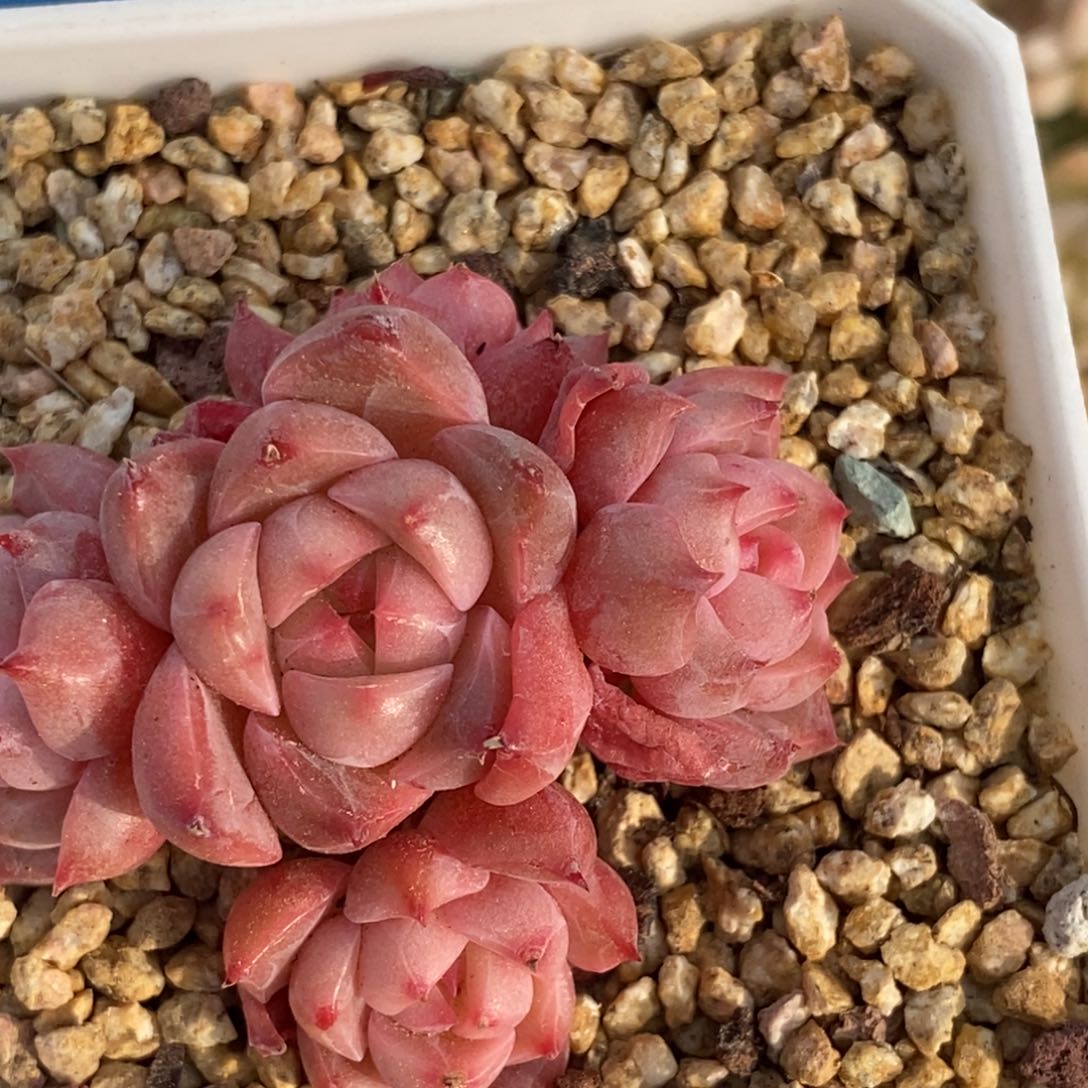 东篱下多肉植物美尼杂