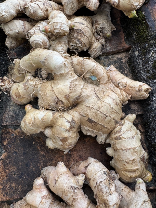 本地姜 山村农家自种姜 老姜