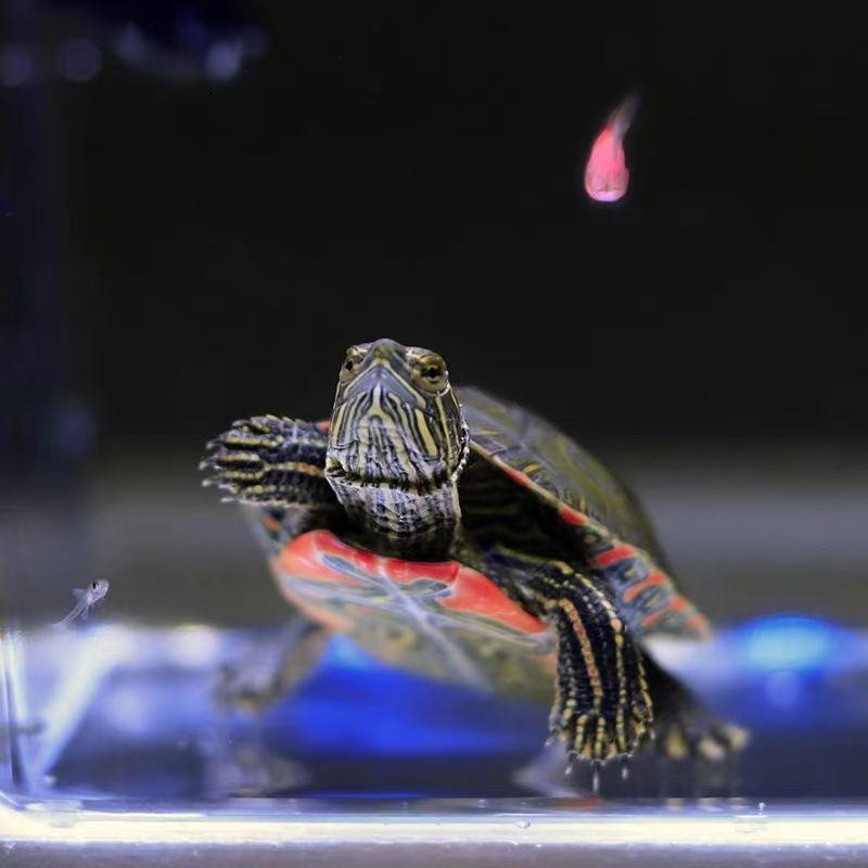 宠物小锦龟活体链接