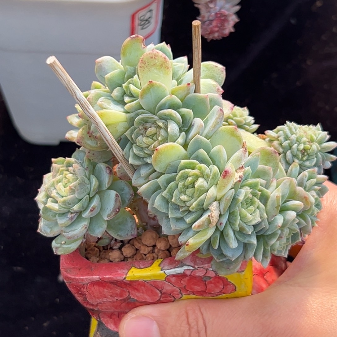 新年快乐 新年快乐 新年快乐