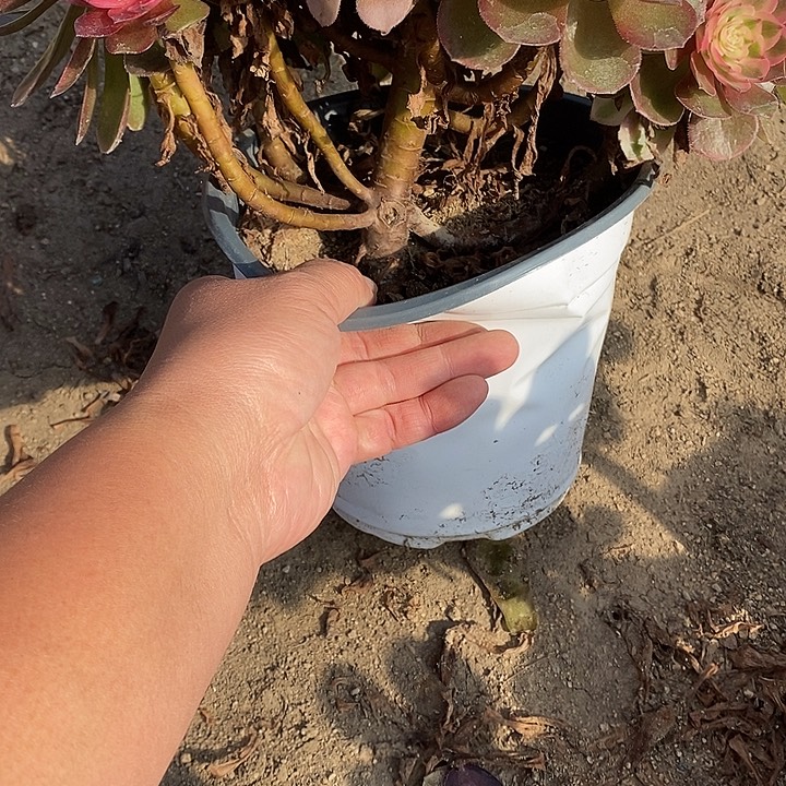 多肉植物荔枝070多肉