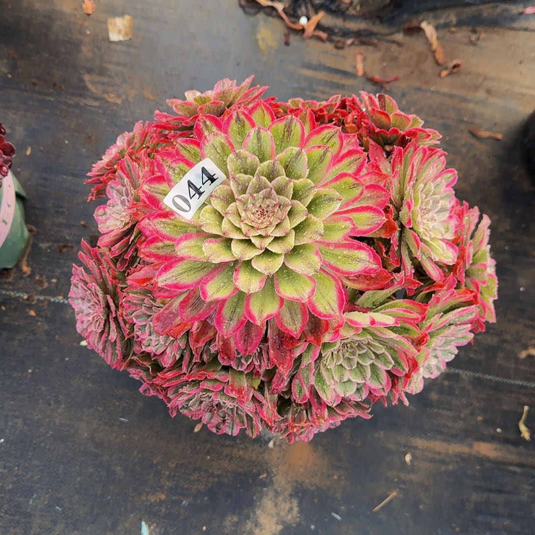 044糖果粉黛多肉植物