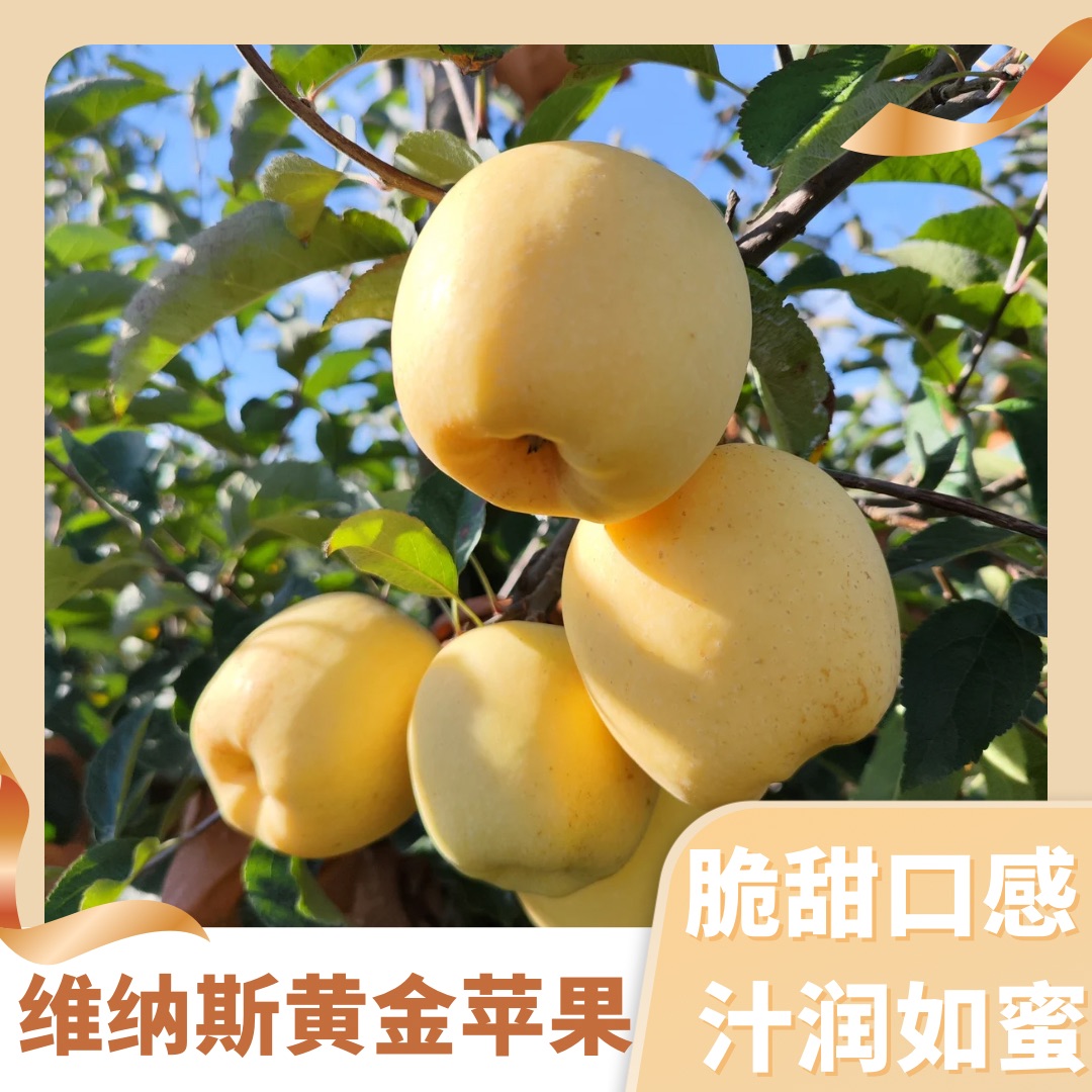 【纯甜】山东烟台脆甜维纳斯黄金苹果非奶油富士苹果金苹果无酸现摘