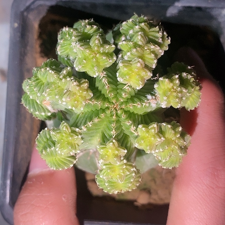 草球一代五星花笼群