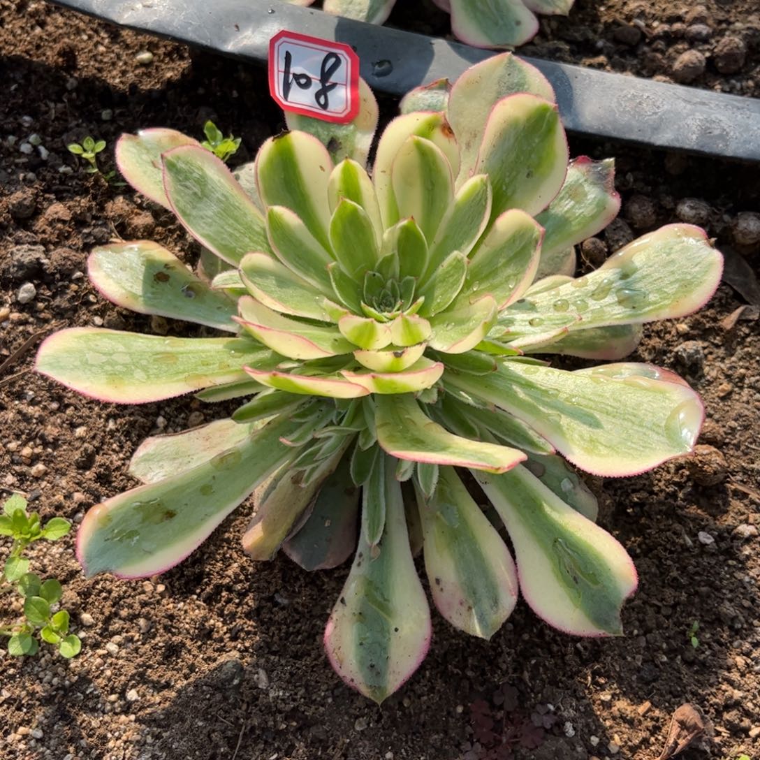 108多肉植物樱花法师