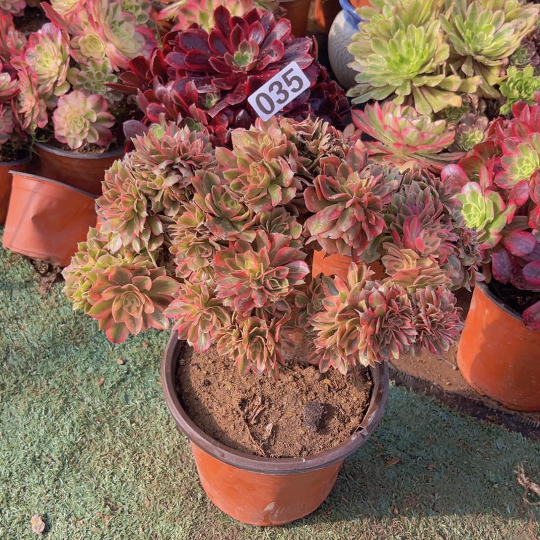 035红秀缀化多肉植物