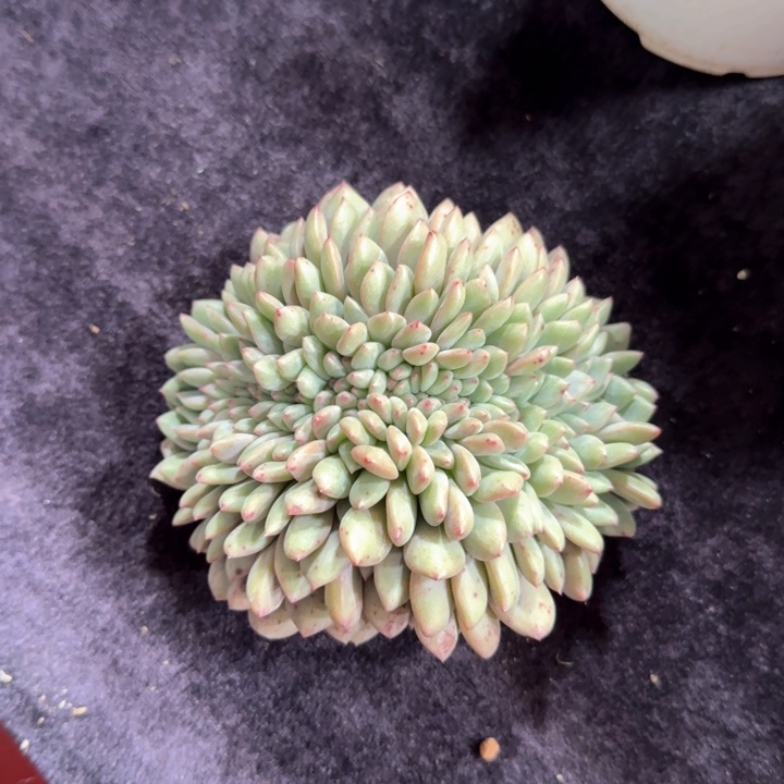 11厘米左右一物一拍的