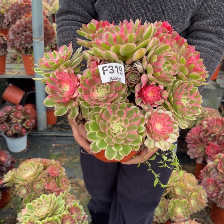 瑞妈，，。。。。319孔雀翎，