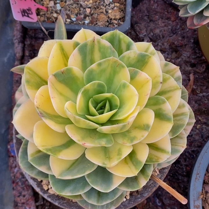 星纳塔锦大单头1号