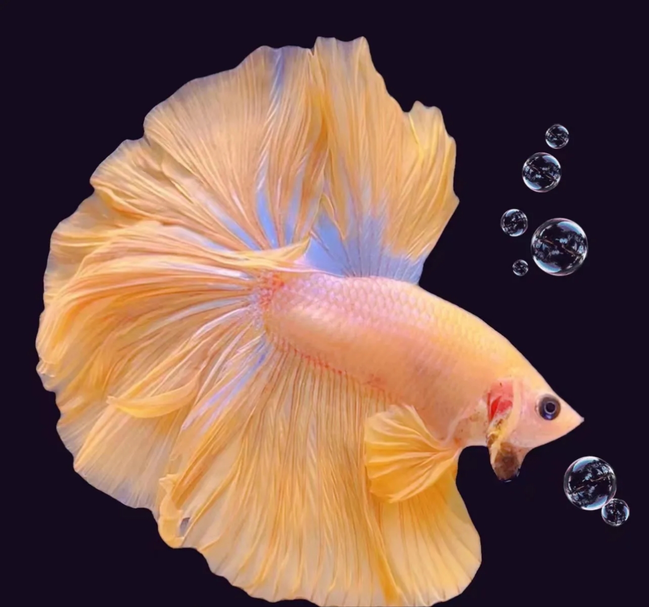 编号301-398泰国斗鱼小型热带观赏鱼网红斗鱼