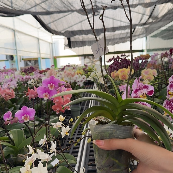 9***8大部分开放少量花苞223