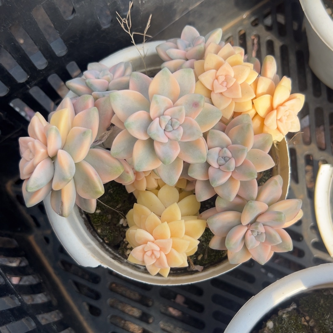 多肉美杏锦【满18包邮】