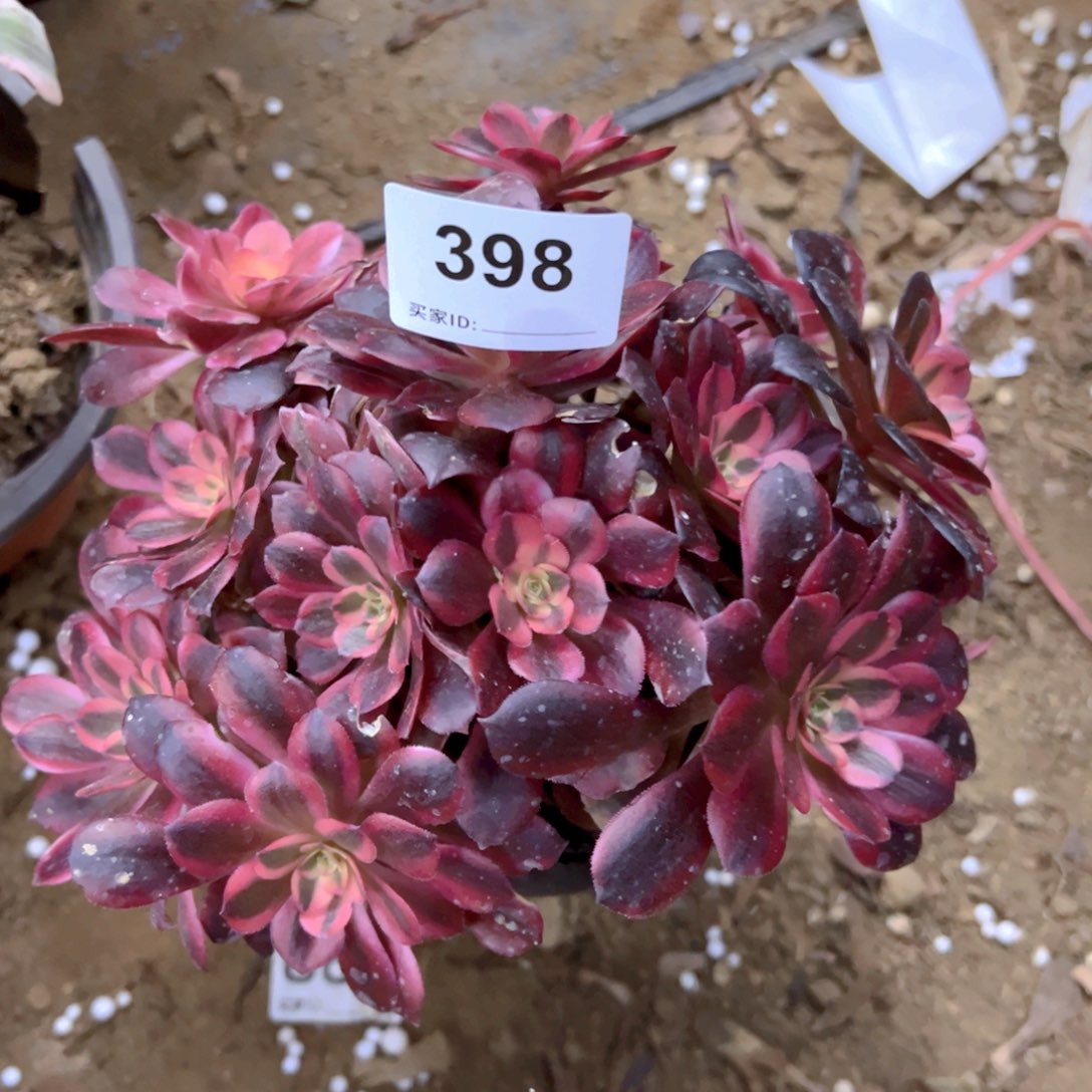 398美杜莎多肉植物