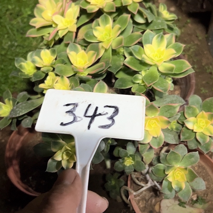 我****你多肉植物艳日辉法师