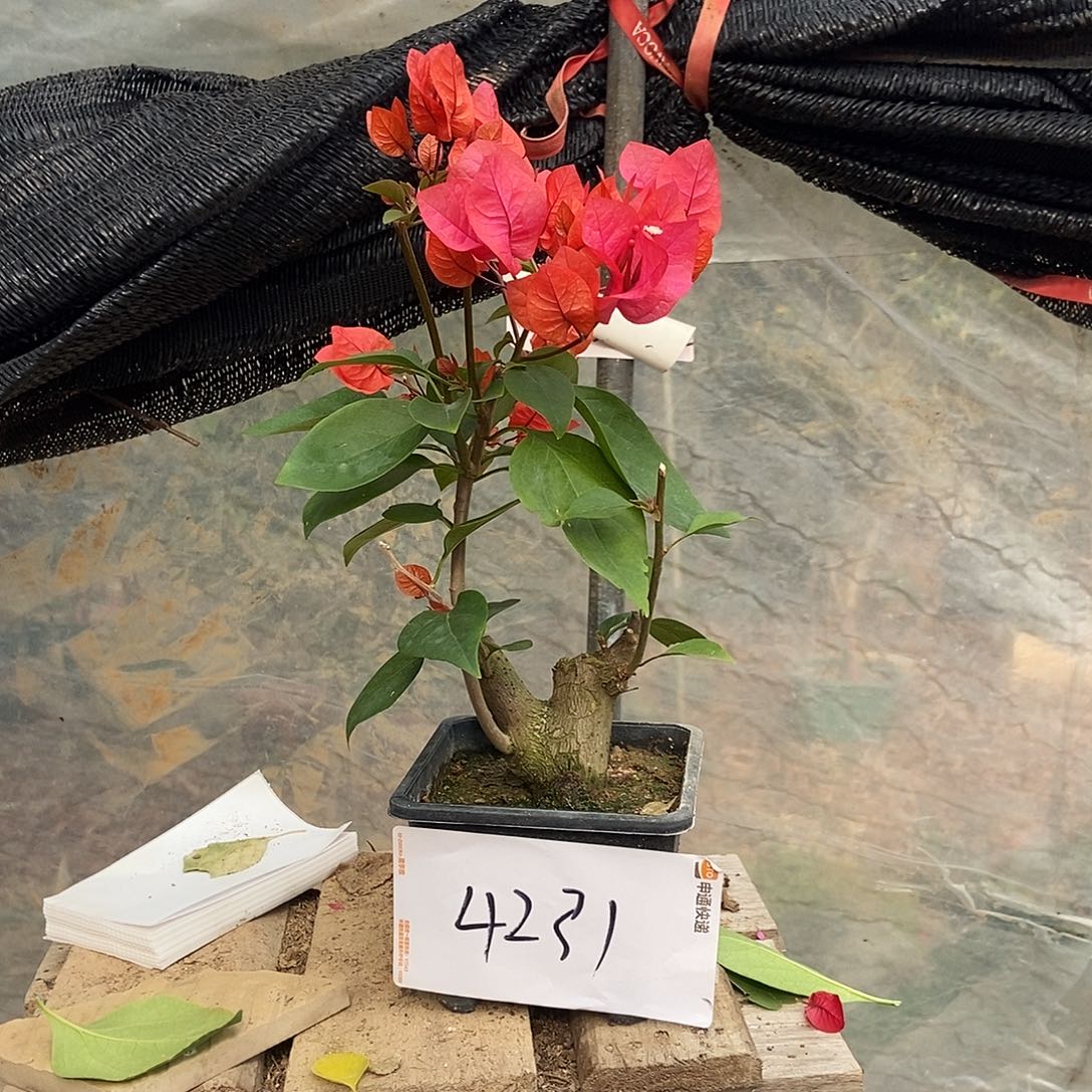 菊***完全开放保温11111111
