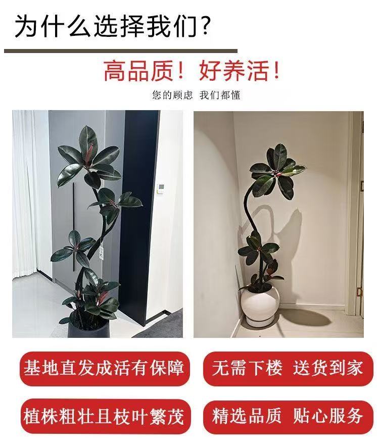 老桩黑金刚造型橡皮树客厅高级感室内绿植好养