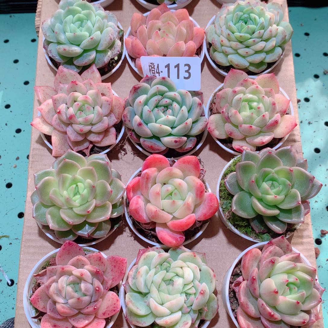 4-113一物一拍多肉带盆18颗