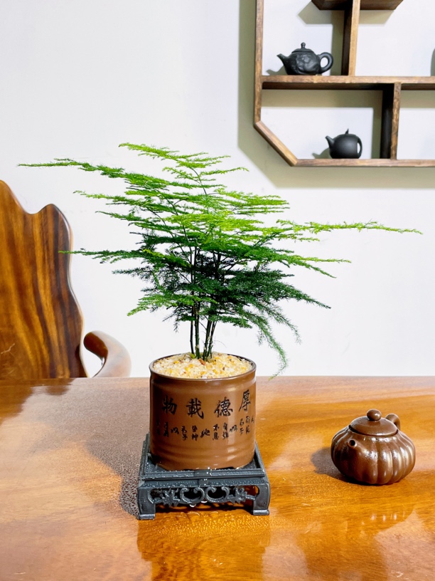 【厚德载物】文竹室内茶桌办公桌意境盆景盆栽植物