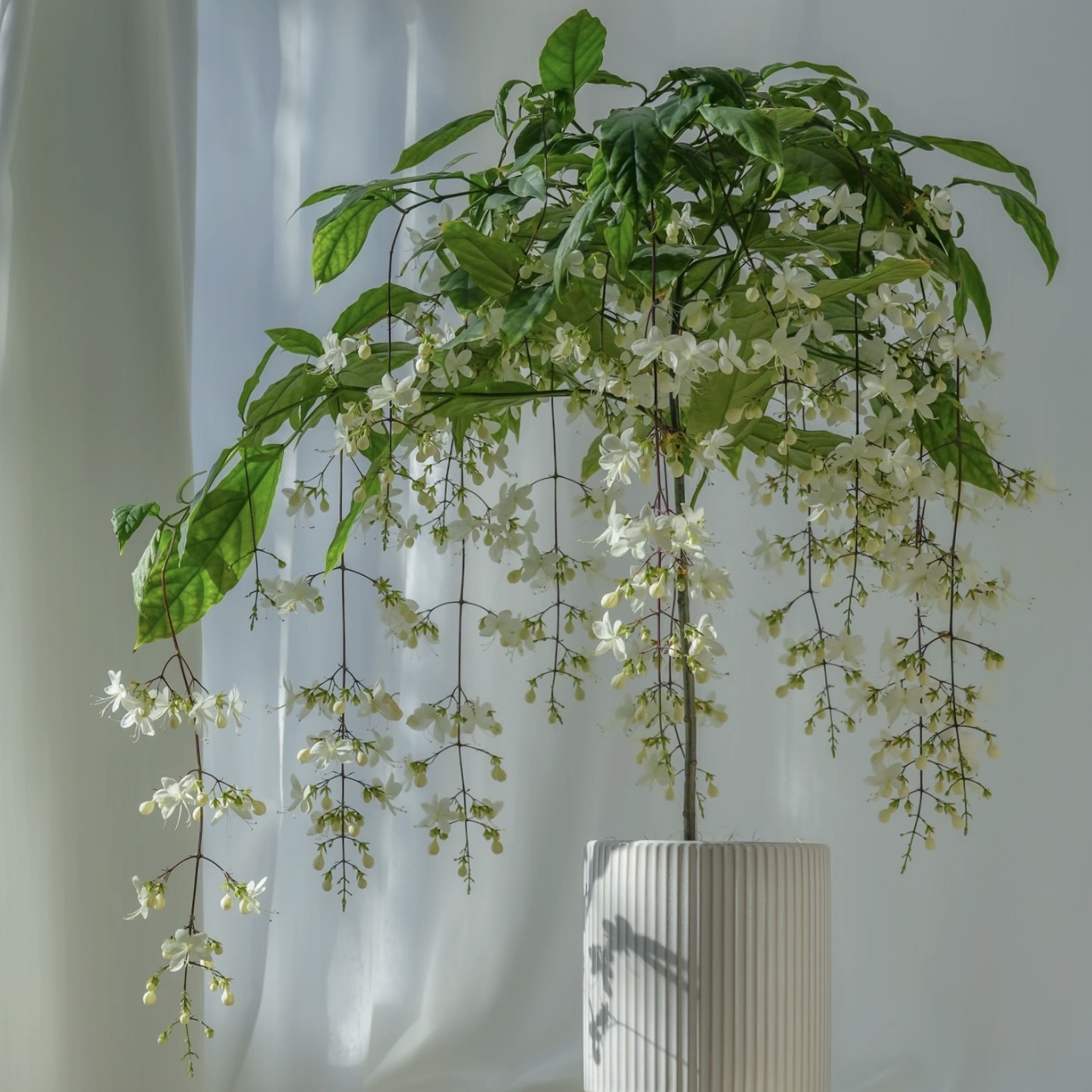 垂丝茉莉棒棒糖仙气室内花期长易爆花多年生新手易养护发货快