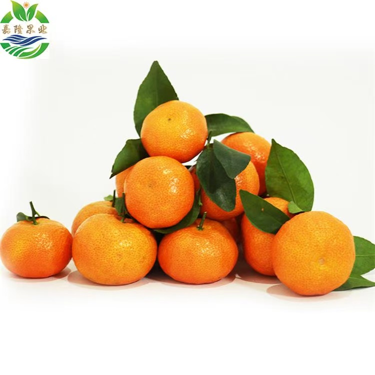 正宗广西西林砂糖桔精品大果皮薄多汁新鲜水果现摘源头顺丰直发