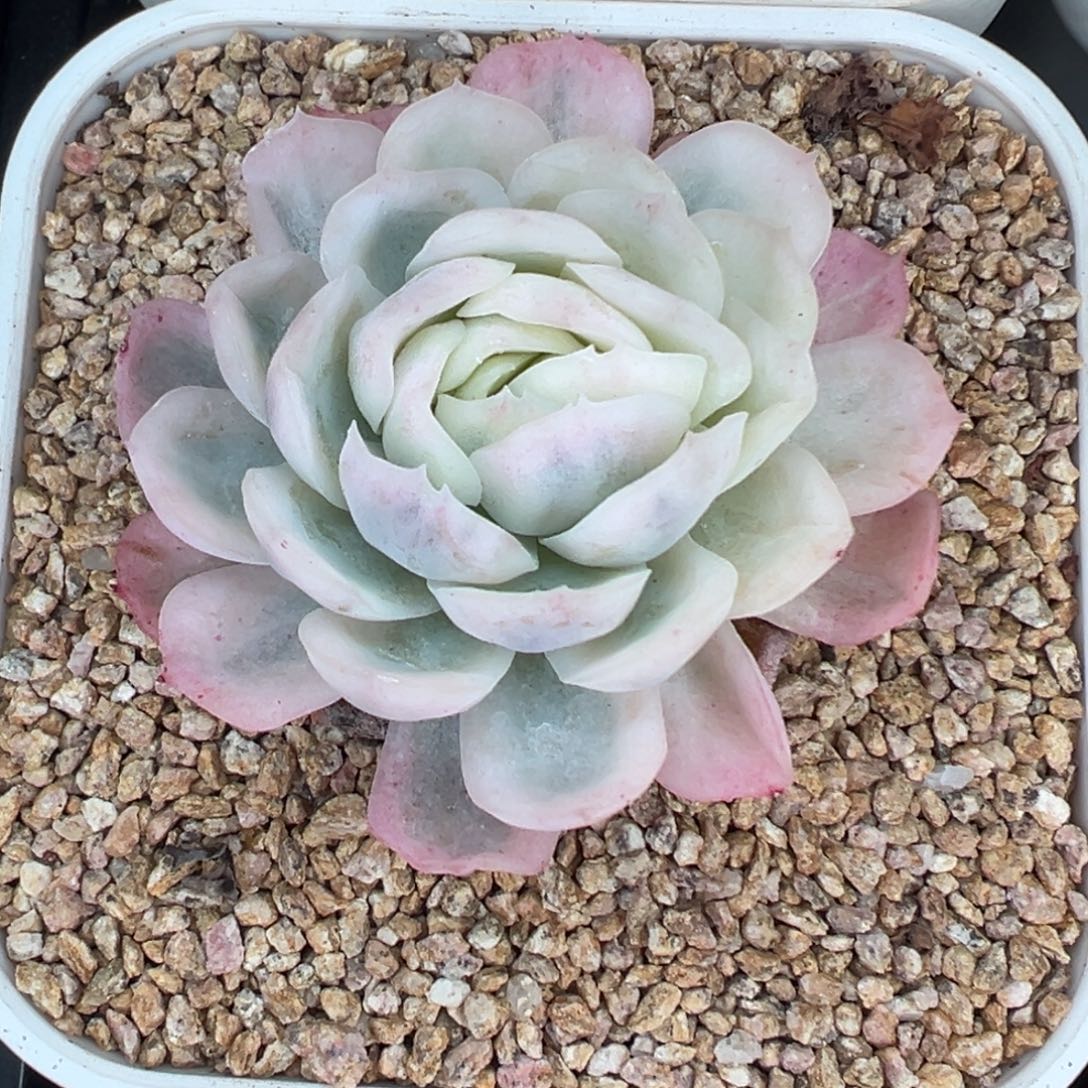 从前慢花园多肉精选编号1.3贝瑞锦