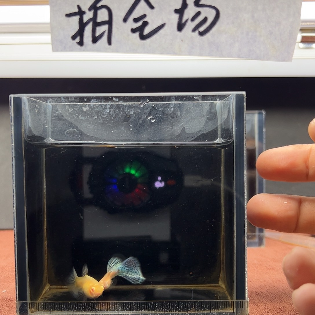 孔雀鱼蓝草白子孔雀鱼一对
