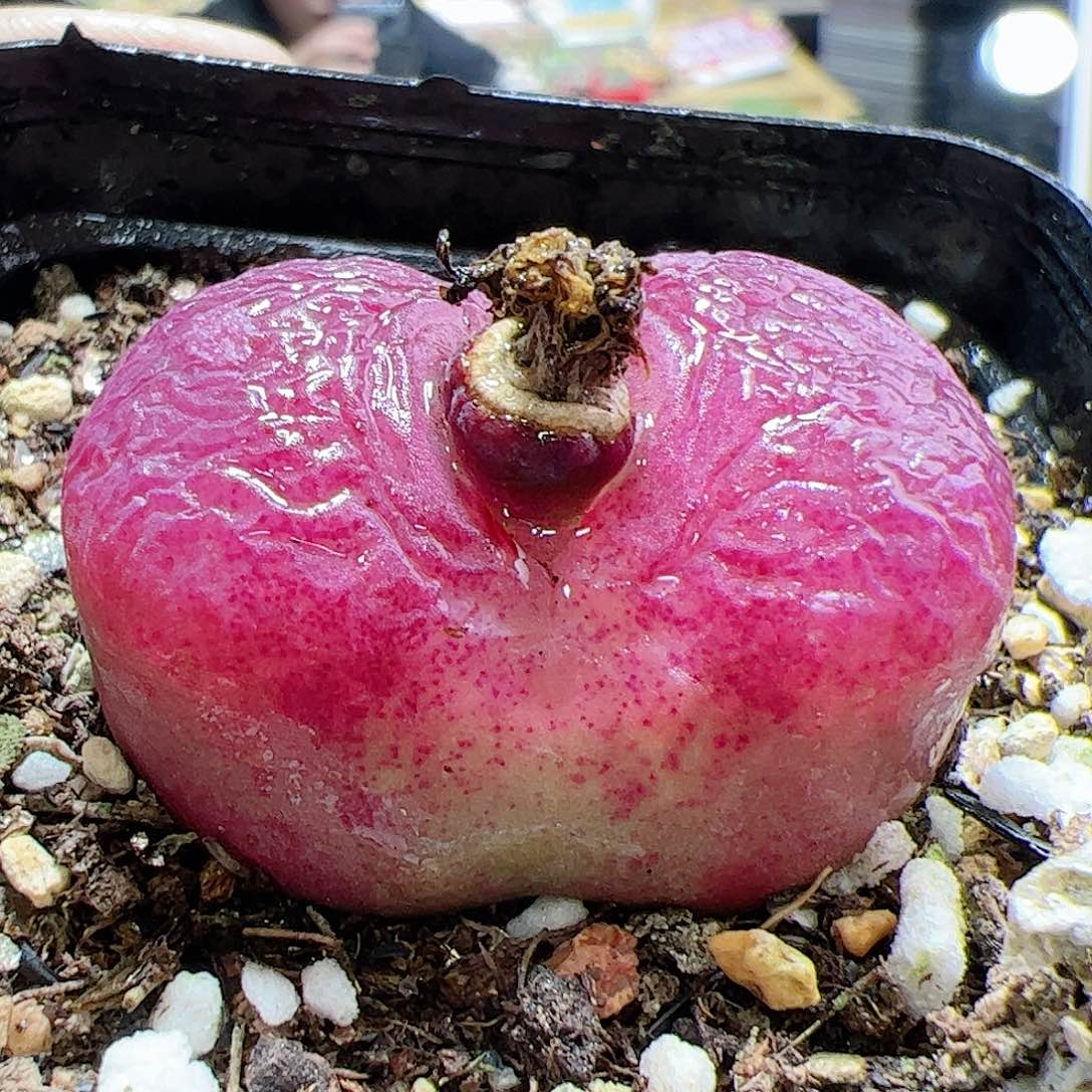 【闪购商品】97 大毛