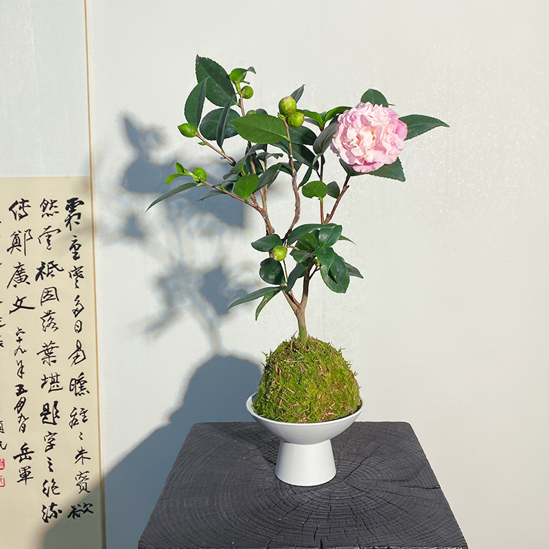 【香茶花】苔藓球带花苞耐寒开花植物四季常青耐活好养