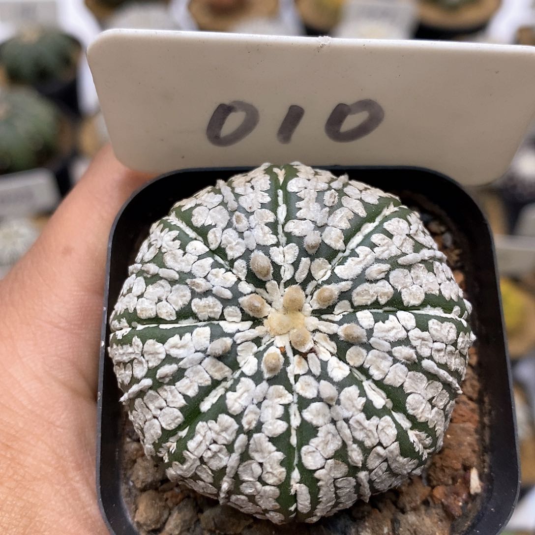 开播特价来了我要